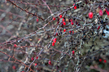 red small berries are left in the bush when it is winter outside