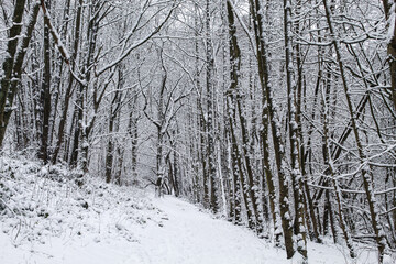 forest in winter