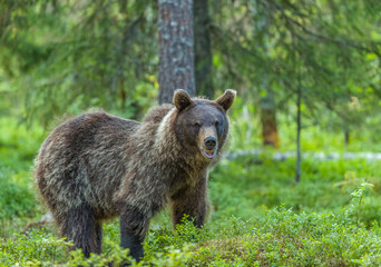 Fototapeta premium Image of brown bear in Finland