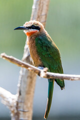 White-Fronted Bee Eater