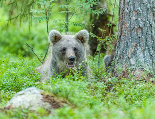 Obraz premium Image of brown bear in Finland