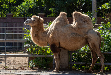camel with a young camel