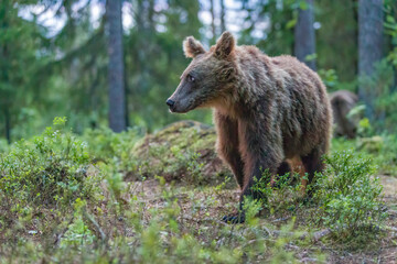 Fototapeta premium Image of brown bear in Finland