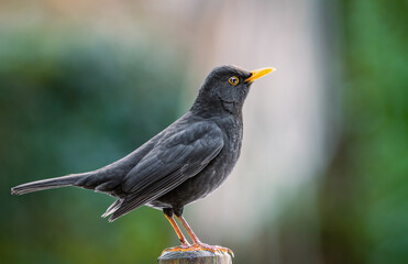 common blackbird (turdus merula) on a fence
