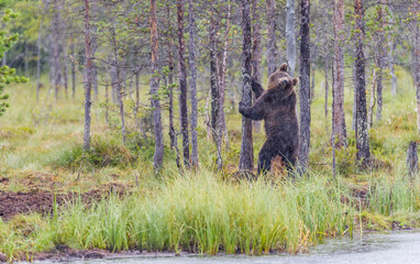 Image of brown bear in Finland