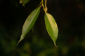 green leaf with dew drops