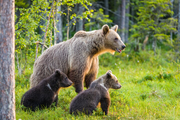 Fototapeta premium Image of brown bear in Finland