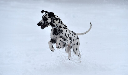 a dalmatian dog in the snow