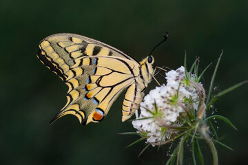 Macro shots, Beautiful nature scene. Closeup beautiful butterfly sitting on the flower in a summer garden.