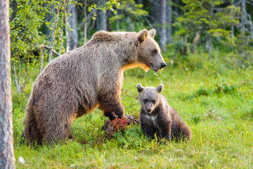 Fototapeta premium Image of brown bear in Finland