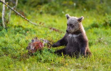 Keuken spatwand met foto Image of brown bear in Finland © Ruzdi