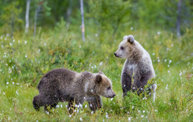 Obraz premium Image of brown bear in Finland