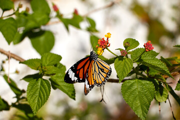 Schmetterling auf Blatt