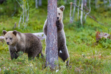 Image of brown bear in Finland
