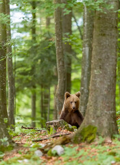 Image of brown bear in Slovenia