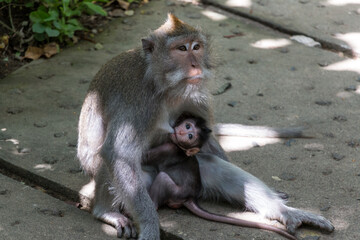Affe Indonesien