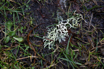 the first lichen fell on wet ground where there is green grass