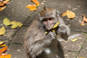 Affe Indonesien