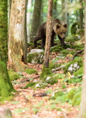 Image of brown bear in Slovenia