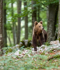 Fototapeta premium Image of brown bear in Slovenia