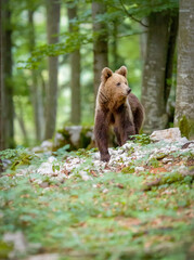 Obraz premium Image of brown bear in Slovenia