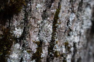 tree trunk texture close up