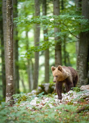 Image of brown bear in Slovenia