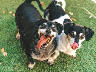 Two dachshund / wiener dog dog portrait