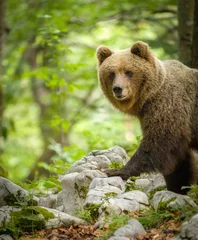 Foto op Canvas Image of brown bear in Slovenia © Ruzdi
