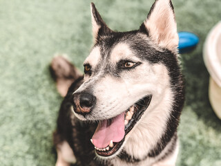 portrait of a husky dog