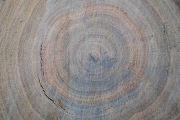 an old tree stump where you can see the tree's annual circles