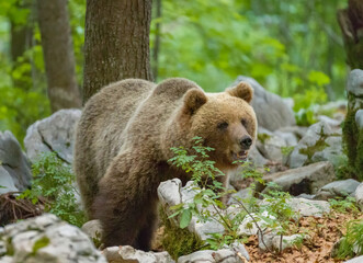 Fototapeta premium Image of brown bear in Slovenia