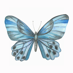 Blue butterfly watercolor illustration.
Poster.
Postcard.