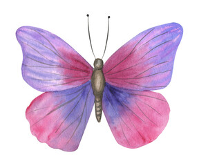 Pink butterfly watercolor illustration.
Poster.
Postcard.