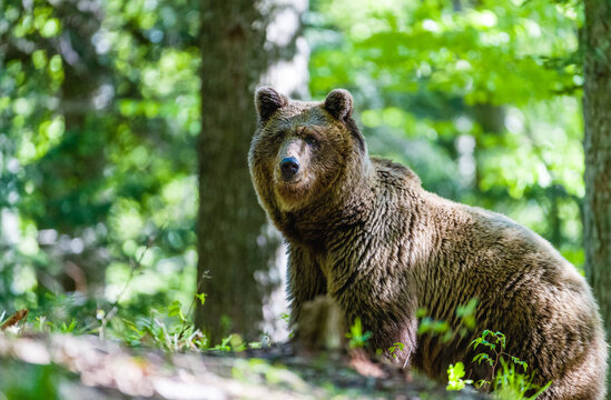 Image of brown bear in Slovenia