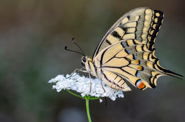 Fototapeta premium Macro shots, Beautiful nature scene. Closeup beautiful butterfly sitting on the flower in a summer garden.