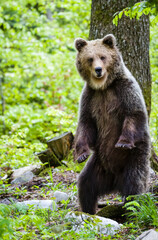 Naklejka na ściany i meble Image of brown bear in Slovenia