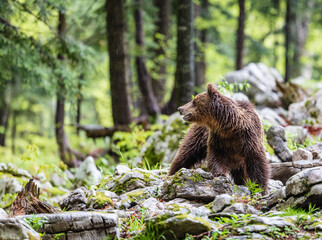 Obraz na płótnie Canvas Image of brown bear in Slovenia