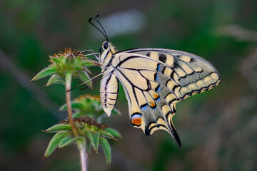 Macro shots, Beautiful nature scene. Closeup beautiful butterfly sitting on the flower in a summer garden.