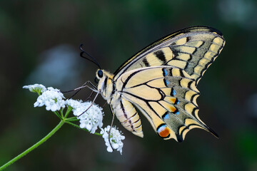 Macro shots, Beautiful nature scene. Closeup beautiful butterfly sitting on the flower in a summer garden.