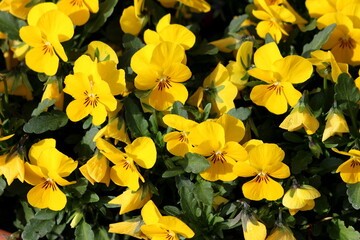 Densely planted bunch of yellow Wild pansy or Viola tricolor or Johnny jump up or Heartsease or Hearts ease or Hearts delight or Tickle my fancy or Jack jump up and kiss me or Come and cuddle me