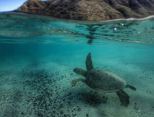Obraz na płótnie Canvas Swimming with Wild Green Sea Turtles in Hawaii 