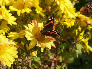 Papillon vulcain