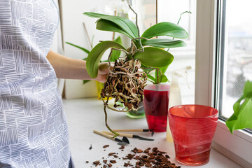 woman gardener caring of indoor plants. female growing Phalaenopsis, orchid in peat soil on the windowsill. Plant transplant. Home gardening. Greenery at cozy house. soft focus © Елена Якимова