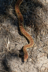 Pacific Gopher Snake exploring dry grass, hunting