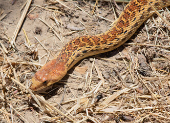 Pacific Gopher Snake hunting in dry grass, closeup of head