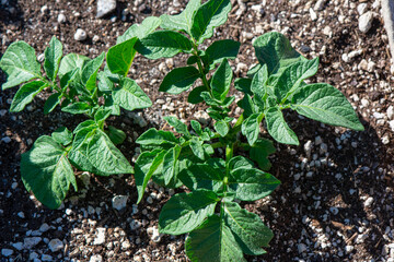 new, young potato plants emerging from the garden soil