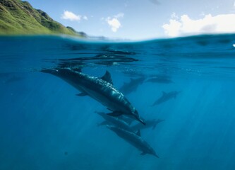 Swimming with Wild Spinner Dolphins in Hawaii 