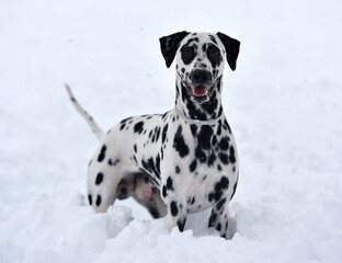 a dalmatian dog running in the snow