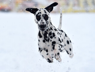 un precioso perro dalmata en la nieve